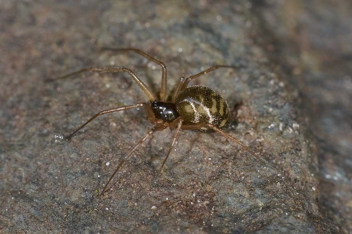 Linyphiidae: probabile Leptyphantes sp. - Avigliana (TO)